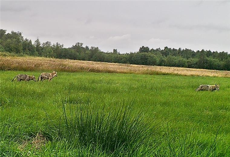 Neues Wolfsrudel im Landkreis Cuxhaven Drei Wölfe auf einer Wiese bei Sellstedt, aufgenommen von einer Wildtierkamera.