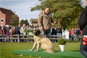 Dirk Willer mit &quot;Krümel&quot;, einem Old English Mastiff. . Foto: Schimanke...