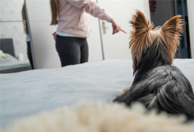Verhaltensbiologin: Darum greifen Hunde in intimen Momenten ein Hund mit Besitzerin