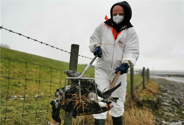 Hunderte tote Wildgänse: Vogelgrippe trifft Butjadingen hart Dort, wo besonders viele Kadaver liegen, wird der Bauhof der Gemeinde Butjadingen tätig und sammelt die Tiere ein. Das Foto zeigt Mitarbeiter Stephan Hölting in Eckwardersiel mit einer toten Nonnengans.