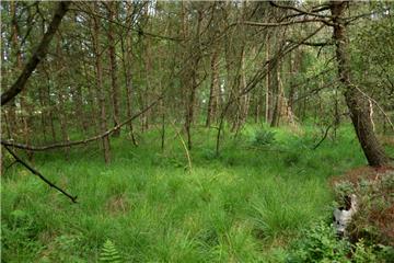 Dort, wo es jetzt in der Nähe von Ostertimke grün ist und Bäume wachsen, existierte noch vor Jahren ein Flachwassersee, das Tripkens Flatt.