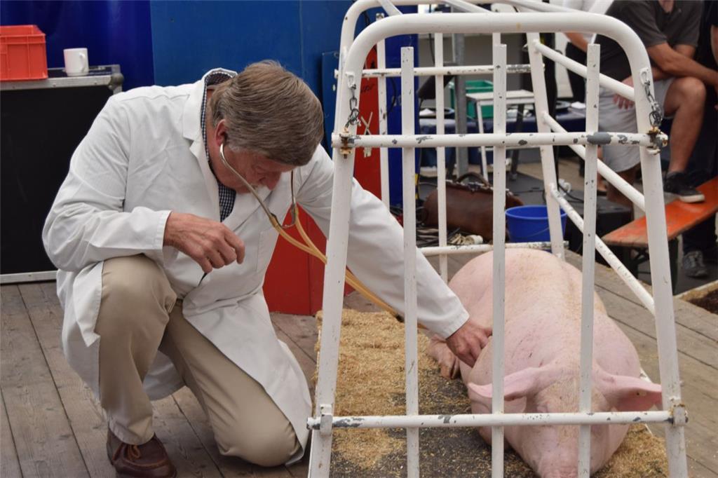 Dr. Jens Berger untersucht Jolanthe.