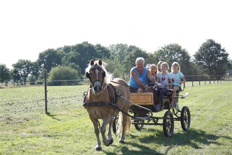 Heimatverein Tarmstedt öffnet für Kinder ein Fenster in die Vergangenheit Dreht geduldig seine Runden: Haflinger "Charlie" und Kutscher Dieter Kruse sind beim Kindernachmittag der Tarmstedter Heimatfreunde ein gefragtes Team.