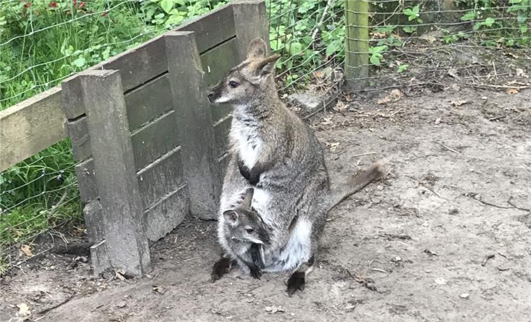 Dreister Tierdiebstahl: Drei Wallabys aus Tiergehege im Ammerland gestohlen Drei ausgewachsene Wallabys sind in Westerstede (Kreis Ammerland) gestohlen worden.