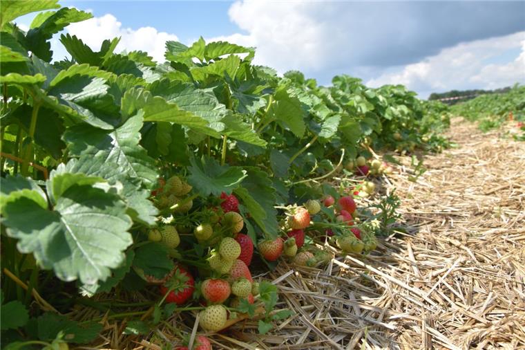 Drei bis vier Wochen können die Erdbeeren jeder Sorte geerntet werden, denn nicht alle Früchte sind gleichzeitig reif. 