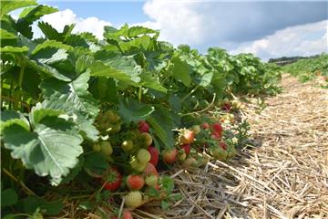 Drei bis vier Wochen können die Erdbeeren jeder Sorte geerntet werden, denn nicht alle Früchte sind gleichzeitig reif. 