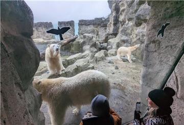 Eisbären