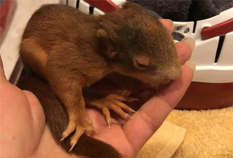 Bremerhavener Polizei rettet drei Eichhörnchen-Babys in Wulsdorf Drei junge Eichhörnchen, wie dieses hier auf dem Symbolbild, wurden am Wochenende in Bremerhaven gerettet.