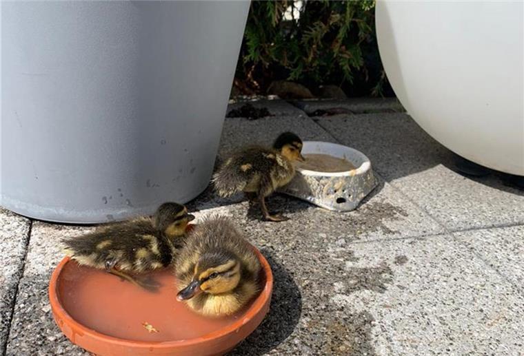 Familie aus Schiffdorf rettet Entenküken Drei kleine Entenküken hat die Familie Natusch aus Schiffdorf gerettet. Auf der Terrasse haben sie das Wasser- und Sonnenbad genossen.