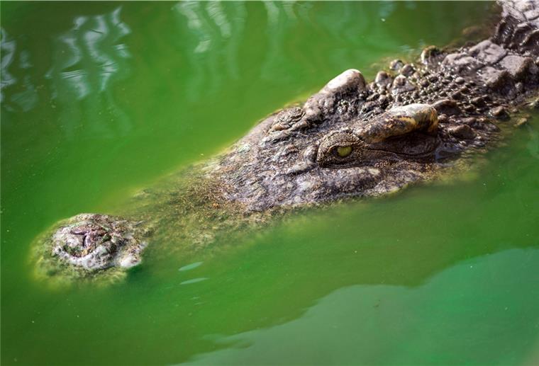 Wilderer in Nepal nutzen Coronakrise aus Drei Krokodile wurden der Nationalparkbehörde zufolge nahe dem Chitwan-Nationalpark getötet.
