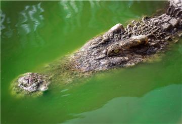 Drei Krokodile wurden der Nationalparkbehörde zufolge nahe dem Chitwan-Nationalpark getötet.