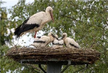 Storchenfamilie in Wulsdorf