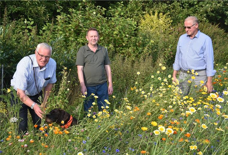 Anderlinger Trio setzt sich für den Naturschutz ein Das Foto zeigt Hans-Hinrich Pape, Hinrich Brandt und Johannes Wohlers in einem Blühstreifen.
