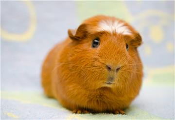 Drei Meerschweinchen sind am Sonntag in einem Waldstück bei Bremerhaven gefunden worden. Die Tiere wurden in einem Käfig ausgesetzt. 