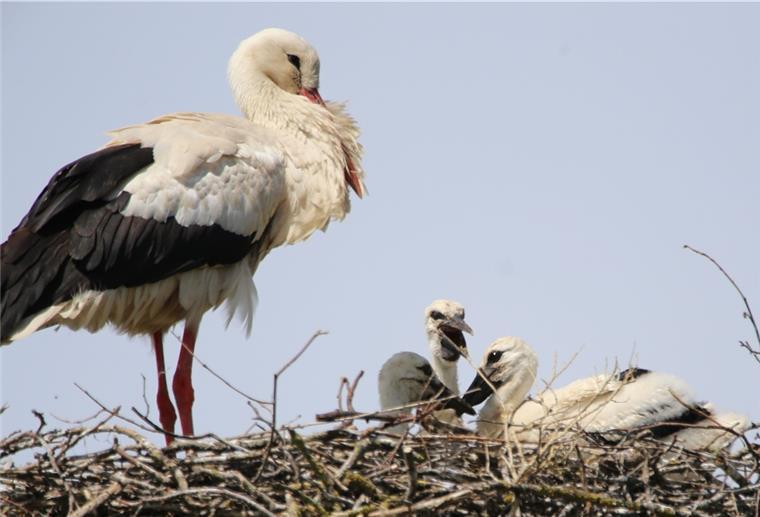 Neuer Storchenrekord in Butjadingen Drei Nachwuchsstörche wachsen in Eckwarden auf. Hier steht Vater Friedward auf dem Nest und hält geduldig Aufsicht über den quirligen Nachwuchs.