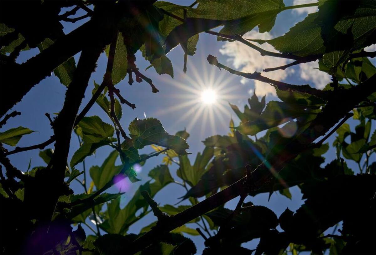 Trotz Regenwetter: So heiß war der Juli 2025 wirklich Sonnenlicht dringt durch die Blätter einer Pergula.