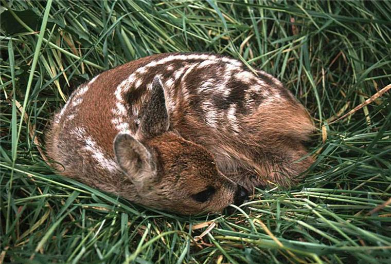 Debstedt: Totes Rehkitz im gemähten Gras schockt Spaziergänger Ducken und abwarten: Das ist das typische Verhalten von Rehkitzen in den ersten Lebenstagen Bei Mäharbeiten mit schwerem Gerät bedeutet dies oftmals den Tod. Auch im Cuxland.