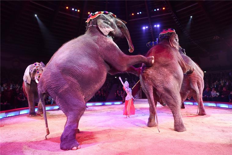 Länder fordern Verbot von Wildtieren im Zirkus Dumbo soll es an den Kragen gehen: Wenn es nach dem Bundesrat geht, sollen Wildtiere aus dem Zirkus verbannt werden.