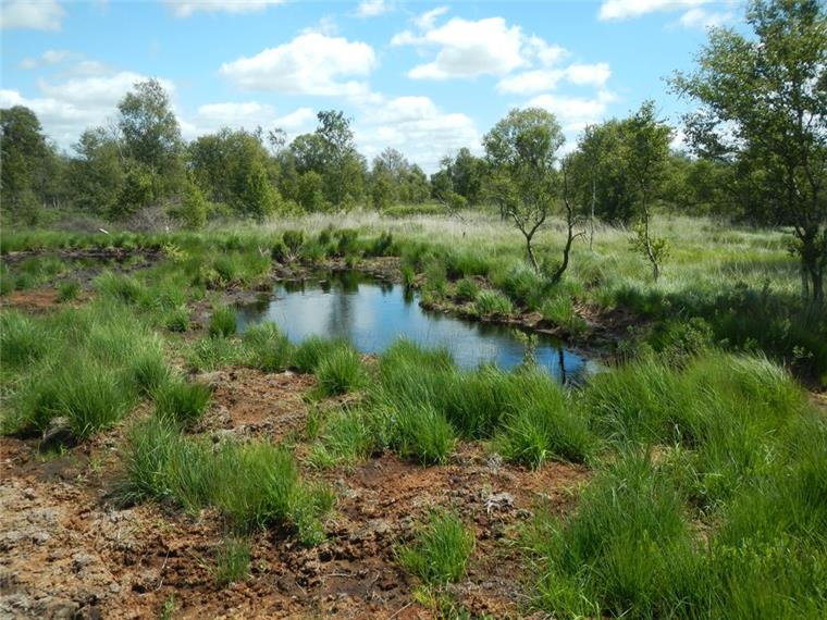 Neue Moore für das Cuxland Durch den Bau von Moorpoldern wird das Niederschlagswasser auf den Hochmoorflächen, hier am Sellstedter See, zurückgehalten.