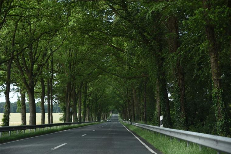 Mehr Leitplanken für B71 zwischen Bremerhaven und Kirchwistedt Durch die Nachrüstung von Schutzplanken an Strecken mit vielen Bäumen sollen die Unfallfolgen beim Abkommen von der Fahrbahn verringert werden