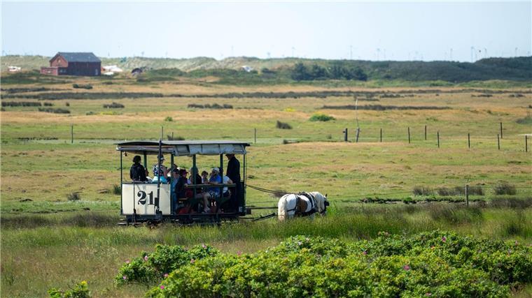 Neue Gleise - Spiekeroogs historische Pferdebahn wird länger Durch eine Streckenverlängerung will die Nordseeinsel Spiekeroog ihre traditionsreiche Pferdebahn langfristig erhalten. (Archivbild)