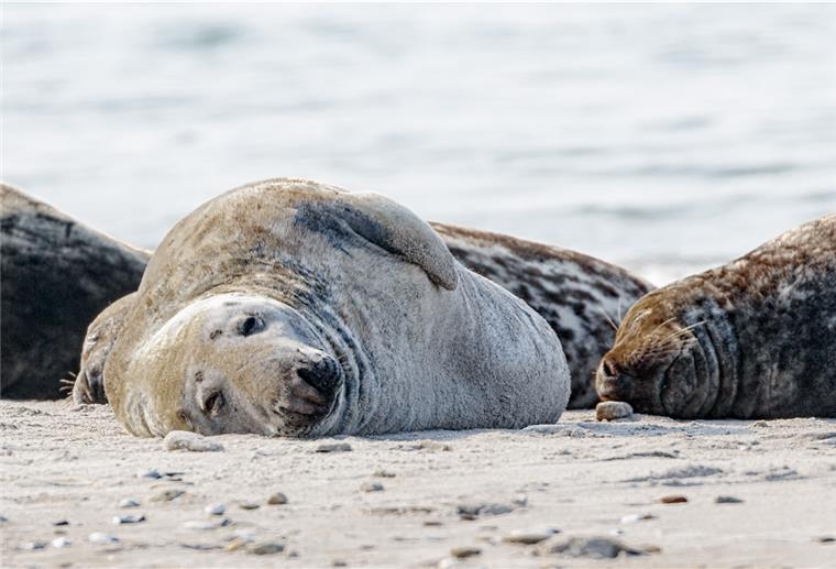 Hunderte Kegelrobben zum Fellwechsel auf der Helgoländer Düne Eine Kegelrobbe liegt am Strand der Helgoland-Düne.