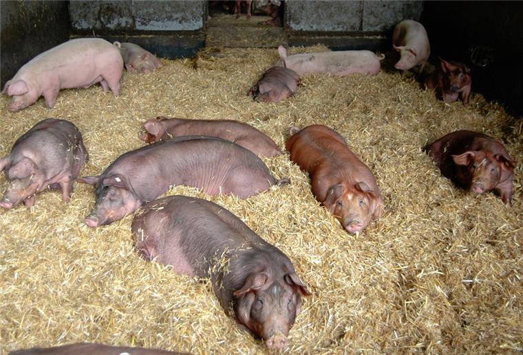 Rockstedt: Tausende schauen sich den Hof an Duroc-Schweine, eine besondere Rasse auf dem „Bröös-Hof“ halten Mittagsschlaf auf Stroh.