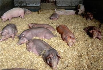 Duroc-Schweine, eine besondere Rasse auf dem „Bröös-Hof“ halten Mittagsschlaf auf Stroh. 