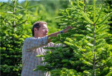Forstunternehmer Eberhard Hennecke arbeitet an Tannen auf seiner Plantage im Sauerland