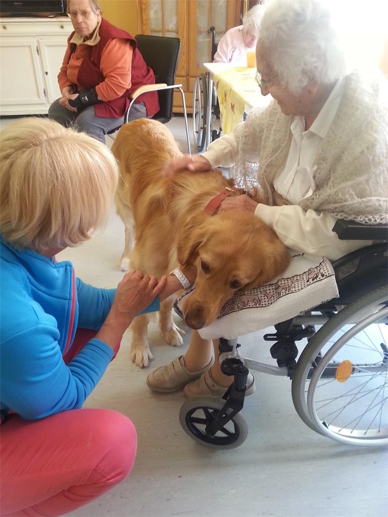 Egal, ob im Seniorenheim oder im Kindergarten: Therapiehunde werden überall gern gesehen.  