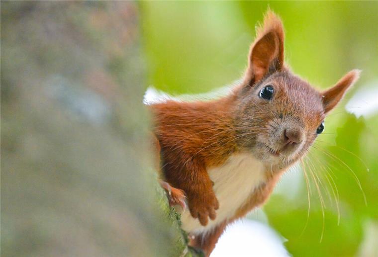 Warum Eichhörnchen jetzt reihenweise vom Baum fallen und sterben Eichhörnchen-Kollaps in Deutschland!