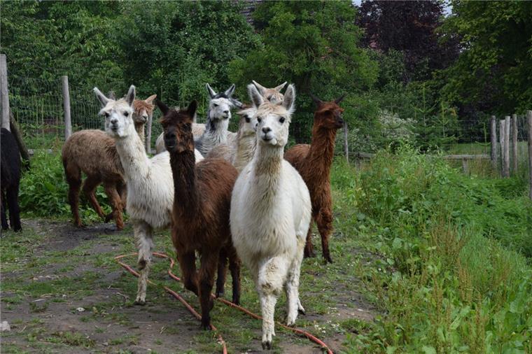 Diese putzigen Alpakas leben mitten in Rhadereistedt Eigentlich in Südamerika beheimatet: Insgesamt 14 Alpakas haben in Rhadereistedt ihr Zuhause gefunden.