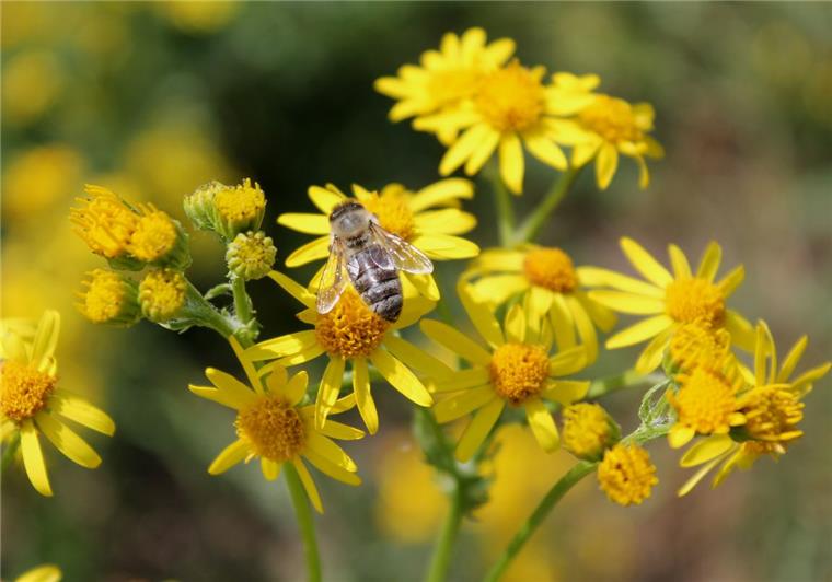Jakobskreuzkraut: Tierhalter und Naturschützer streiten über die giftige Pflanze Eigentlich verschmähen Bienen das bittere Jakobskreuzkraut. Wenn es indes keine Alternative gibt, saugen sie auch dort Nektar.