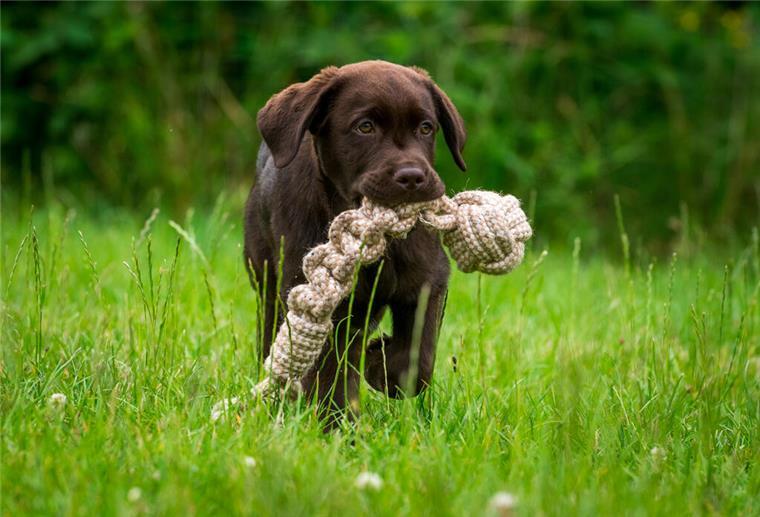 Ein Hund zieht ein - was brauche ich wirklich? Eignet sich gut als Spielzeug für Welpen: ein Knotentau.