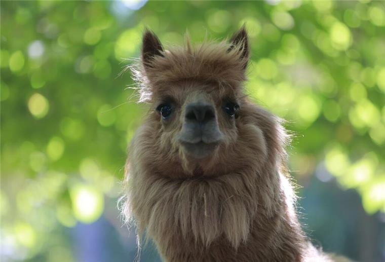 Dreiste Gang klaut drei Alpakas aus Tierpark: Anwohner hilft bei Rückkehr Ein Alpaka steht vor seiner Schur im Gehege.