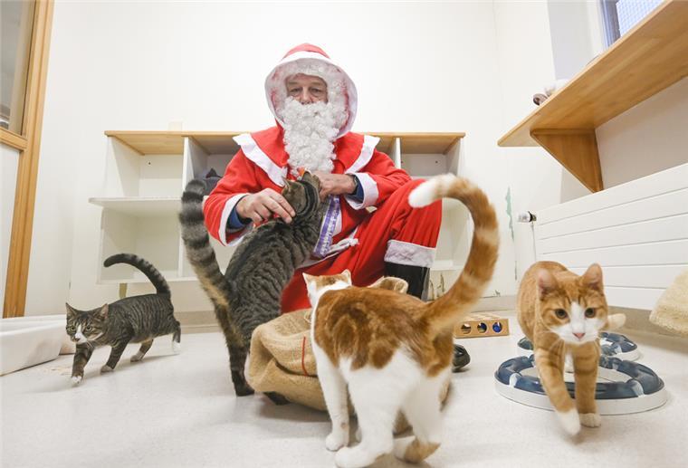 Bremen: Hunderte Besucher bei Weihnachtsbescherung für Tiere Weihnachtsmann mit Katzen