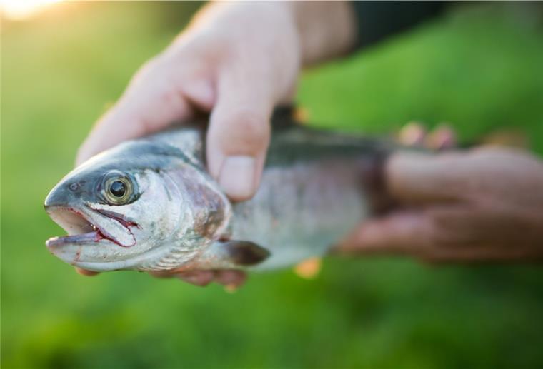 Belüftung abgestellt: Forellen ersticken in Heeslingen Ein Angler zeigt eine Regenbogenforelle. Rund 400 dieser Tiere verendeten am Wochenende in Heeslingen.