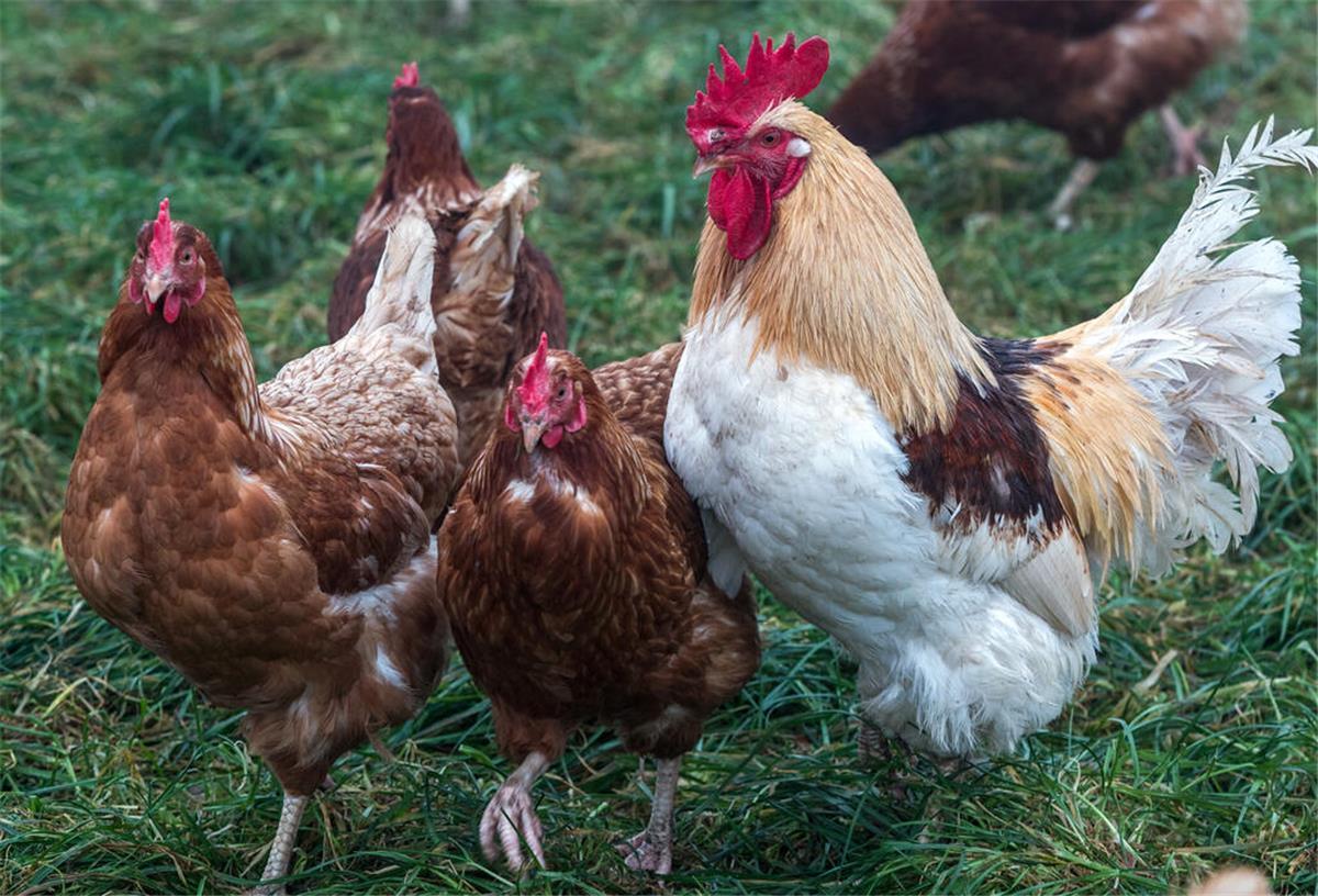  Ein Hahn und Legehühner laufen auf einer der Auslaufwiesen für Hühner am Bio-Betrieb 