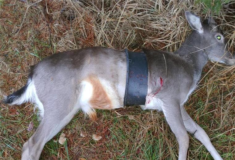 Ein aufgeschnittener Eimer umfasst den Körper des geschossenen Wildtieres, das offensichtlich schon als Kalb unfreiwillig in das Kunststoffteil geraten war.