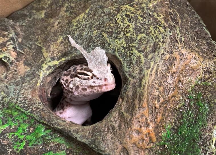 Ein aufmerksamer Mitarbeiter der Sperrmüll-Abfuhr fand ein Terrarium, in dem noch ein Gecko saß, in einem Sperrmüllhaufen. 