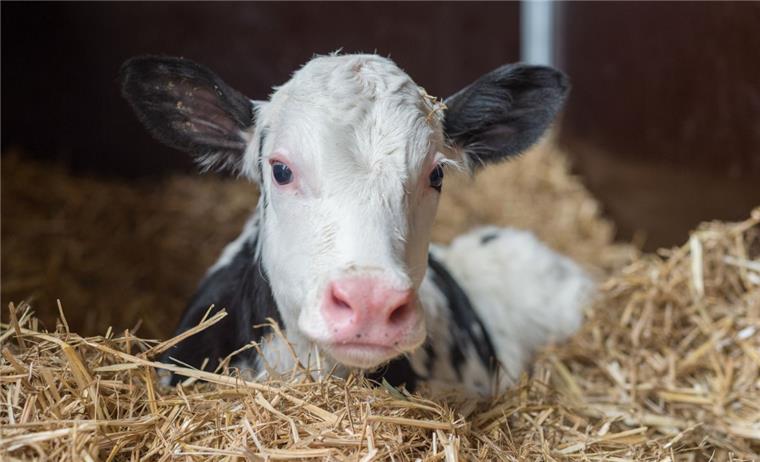 Ein ausgebüchstes Kalb hat am Sonntagabend die Polizei auf Trab gehalten. 