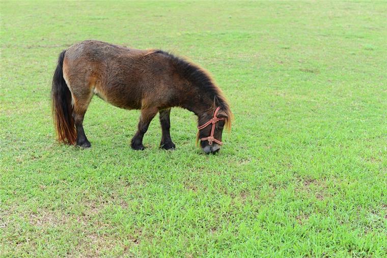 Ein ausgebüxtes Pony ist am Samstagabend durch den Bremerhavener Ortsteil Schierholz gelaufen. 