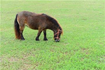 Ein ausgebüxtes Pony ist am Samstagabend durch den Bremerhavener Ortsteil Schierholz gelaufen. 