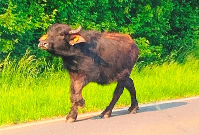 Ein ausgebüxtes Rind auf der Bundesstraße 212.