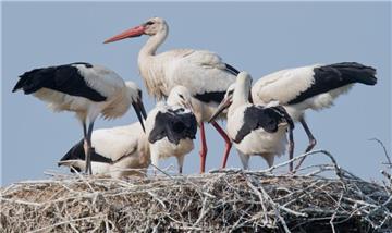 Ein ausgewachsener Storch steht neben seinen fünf Jungstörchen in einem Storchennest. 