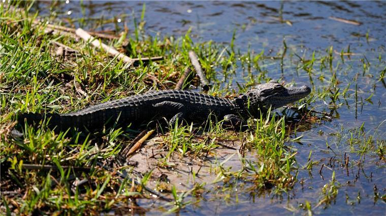 Vechta sucht nach Alligator Ein Baby-Alligator wie dieser wurde offenbar in Vechta gesichtet. (Archivbild)