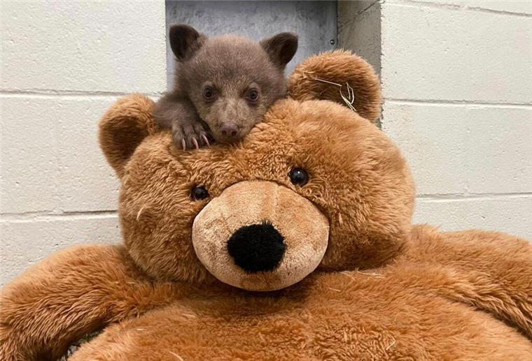 Ein Bärenjunges liegt auf einem Teddybär 