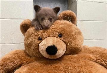 Ein Bärenjunges liegt auf einem Teddybär 