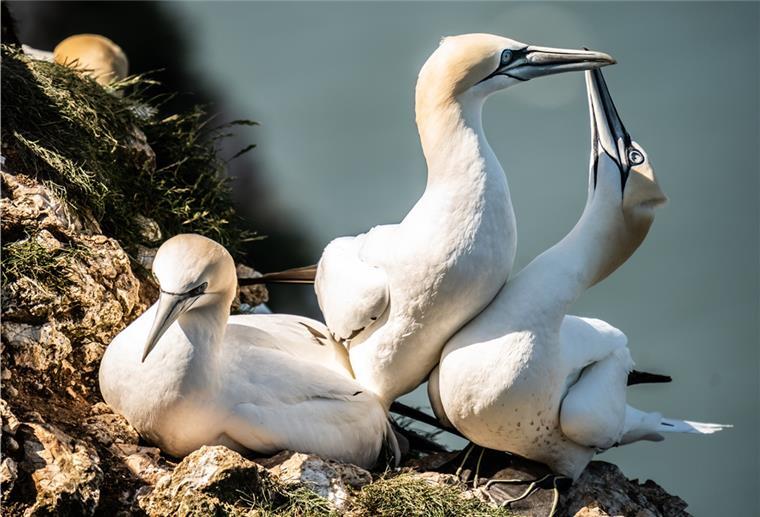 Bremerhaven: Verstorbener Basstölpel im Zoo am Meer hatte die Vogelgrippe Ein Basstölpel im Zoo am Meer ist an Vogelgrippe gestorben.