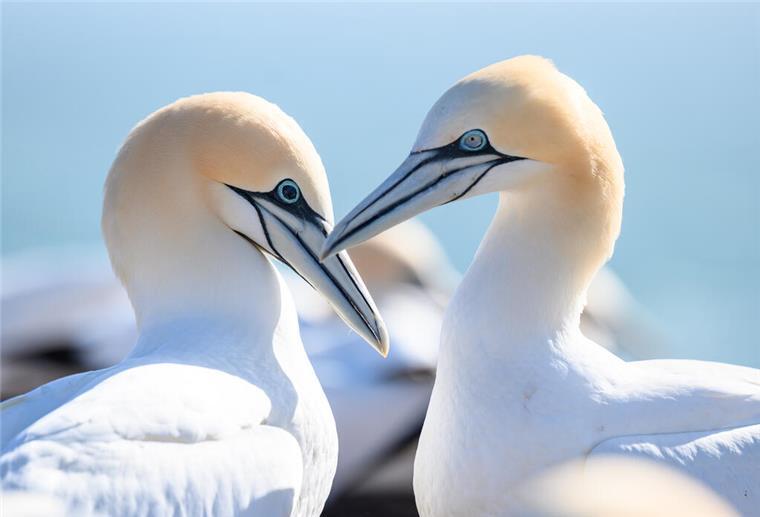 Geflügelpest auf Helgoland: Nun auch Basstölpel betroffen Ein Basstölpel-Paar mit schwarzen und hellblauen Augen auf den Lummenfelsen.